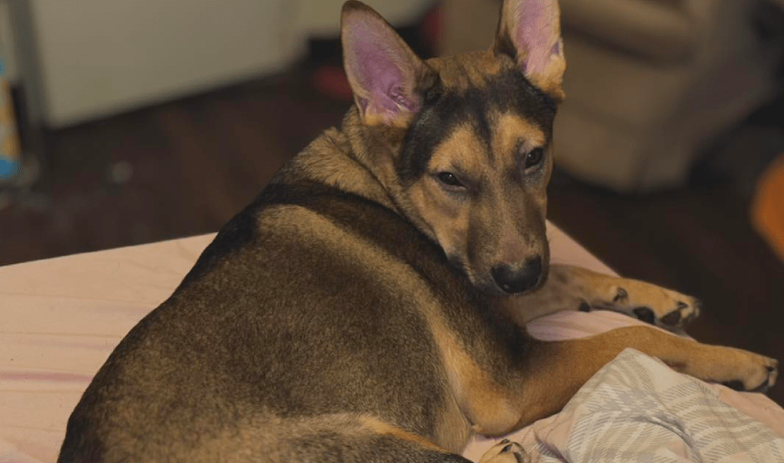 PET PHOTOGRAPHY
